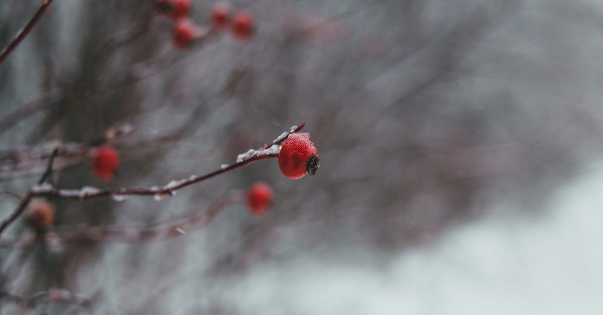 How long does a 3DS have when the light turns red? - Tree branches with red berries in winter forest How long does a 3DS have when the light turns red? - Tree branches with red berries in winter forest