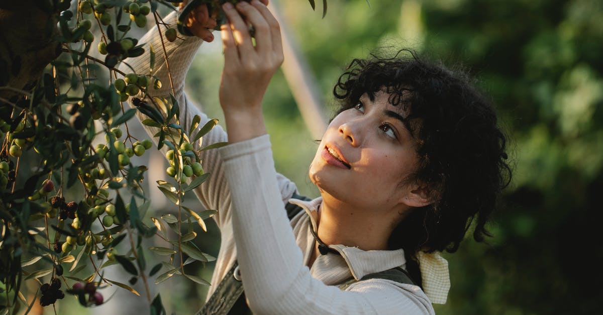 How long does it take for a fruit tree to fill up before it needs to be harvested? - Ethnic farmer picking olives from tree on plantation