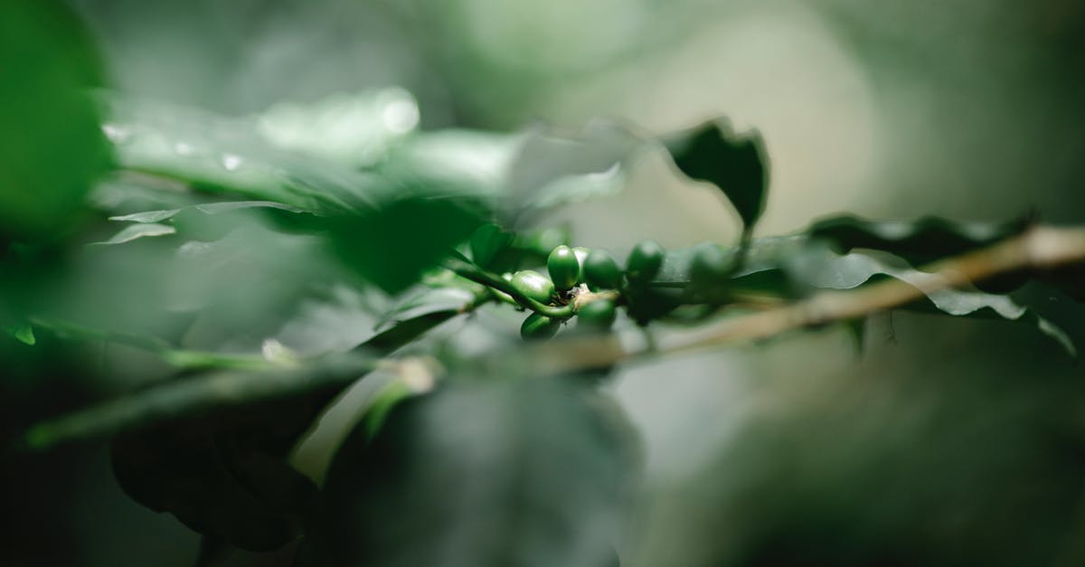 How long does it take for a fruit tree to fill up before it needs to be harvested? - Closeup bunch of coffee green berries growing on tree branch in lush garden on sunny day
