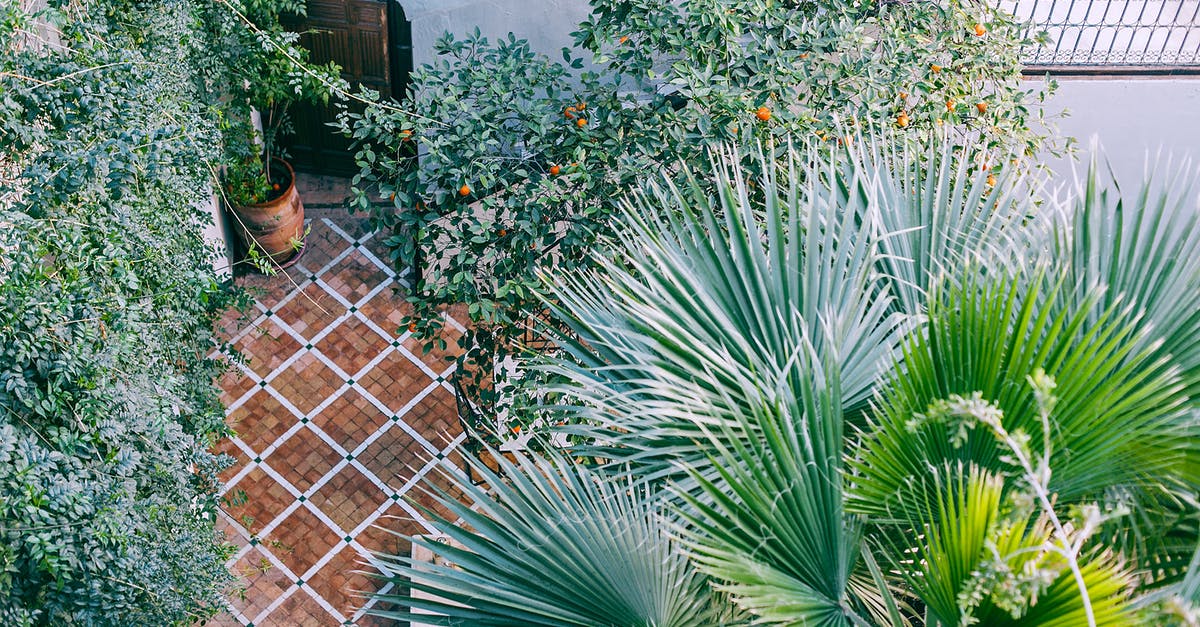 How long does it take for a fruit tree to fill up before it needs to be harvested? - Bright palms with long leaves near trees with fruits growing in summertime in daylight