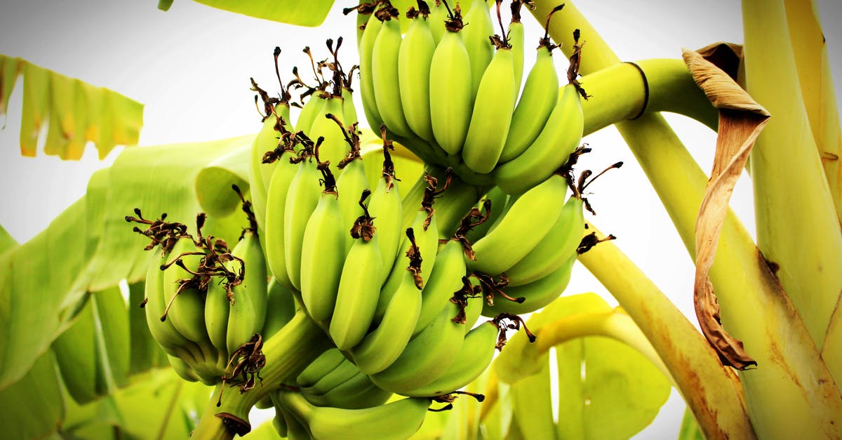 How long does it take for a fruit tree to fill up before it needs to be harvested? - Green Banana Tree