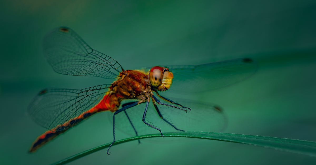 How long does it take for cows to grow up in Minecraft? [duplicate] - Dragonfly with ornamental wings resting on leaf
