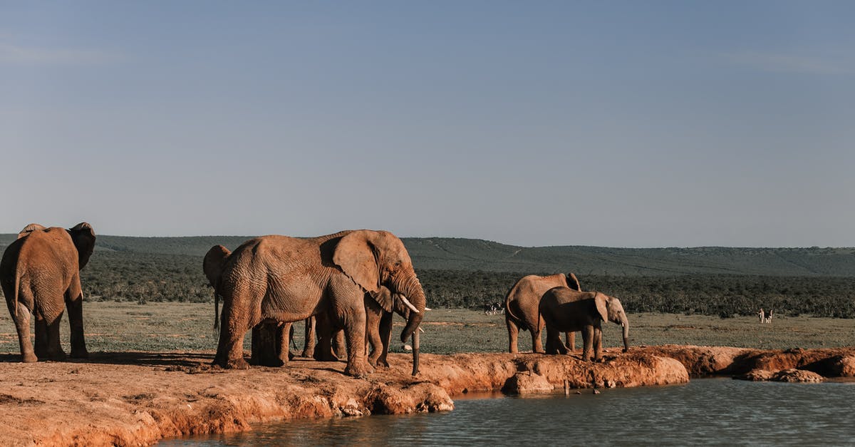 How long does it take for super-strong monsters to respawn? - Herd of elephants with long trunks standing on dry land near rippled pond with ridge behind in summer