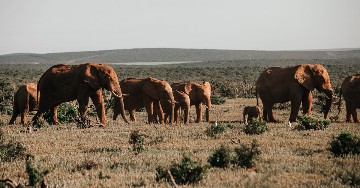 How long does it take for super-strong monsters to respawn? - Herd of big elephants with pointed tusks feeding on grass meadow against mountain in savanna