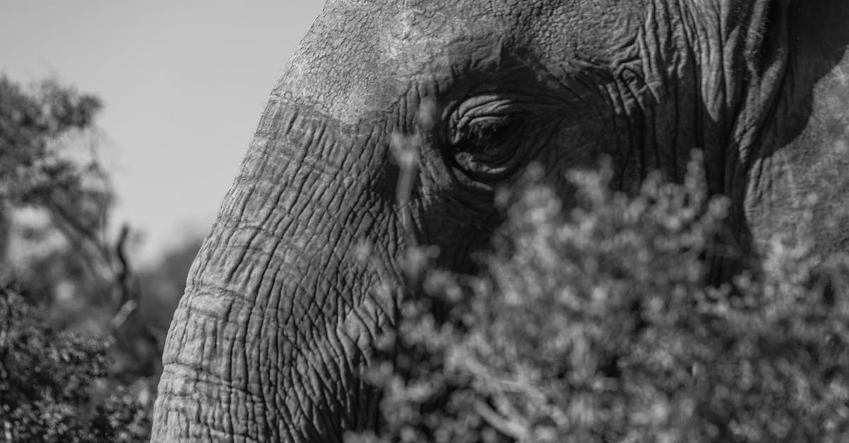How long does it take for super-strong monsters to respawn? - Muzzle of powerful elephant among shrubs in daylight