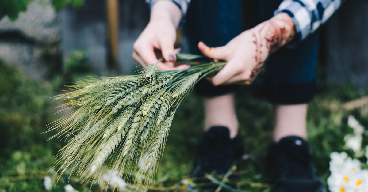 How long does it take for wheat crops to grow in Minecraft? - Person Holding Green Leaf