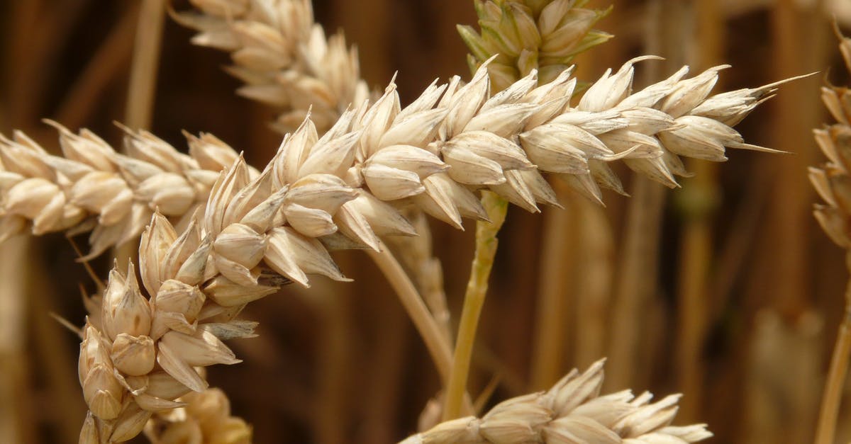 How long does it take for wheat crops to grow in Minecraft? - Brown Wheat Grain How long does it take for wheat crops to grow in Minecraft? - Brown Wheat Grain