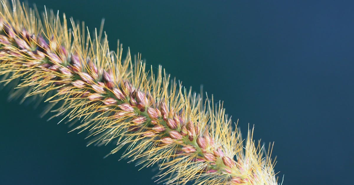 How long does it take plants to grow? - Meadow bristle grass in sunlight