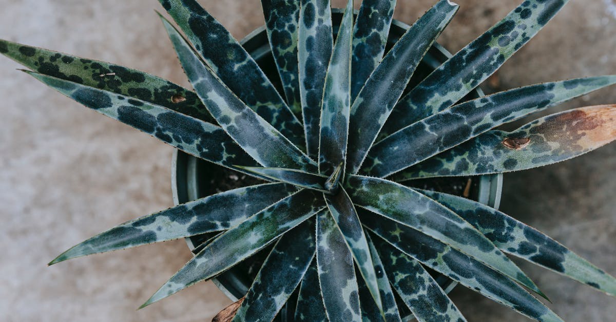 How long does it take plants to grow? - Agave with ornamental leaves in pot on floor