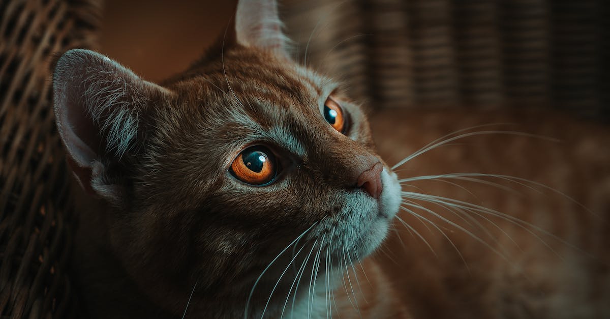 How long does it take to domesticate animals? - Ginger cat with white stripes and golden eyes with long whiskers lying in wicker basket in light room How long does it take to domesticate animals? - Ginger cat with white stripes and golden eyes with long whiskers lying in wicker basket in light room