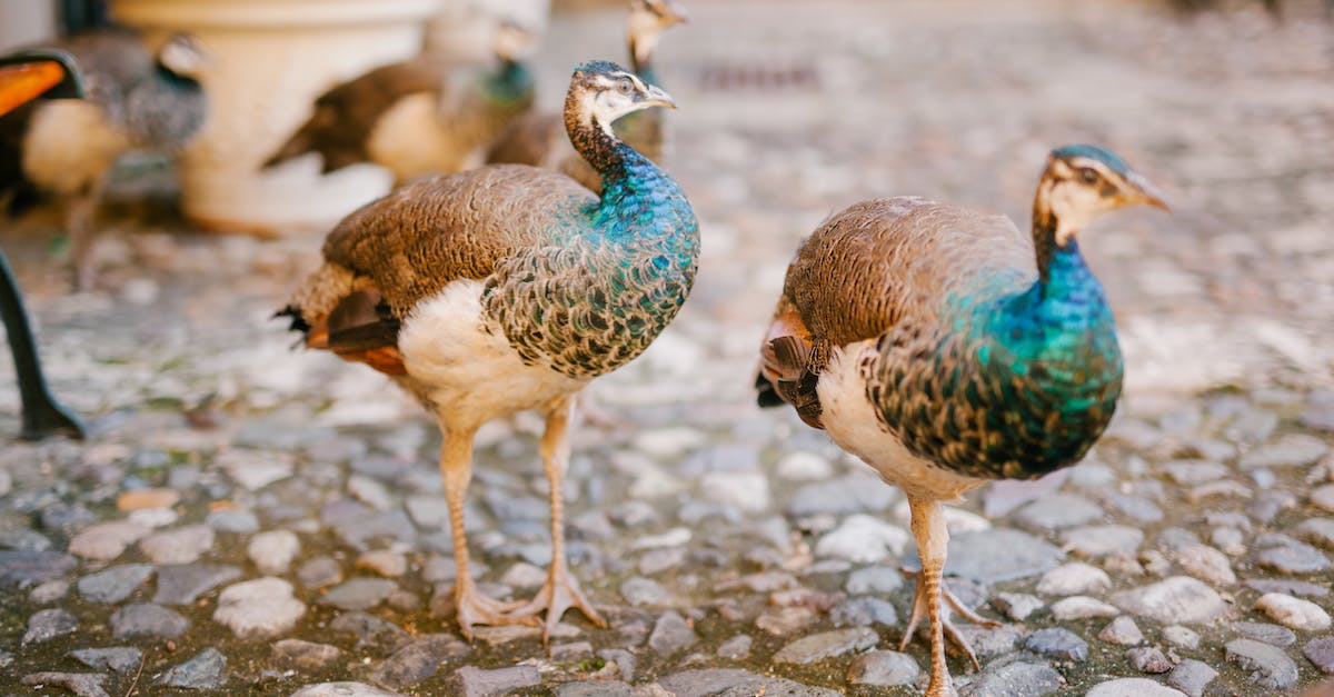 How long does it take to domesticate animals? - Peafowls with bright ornamental plumage and pointed beaks strolling on rough pathway in summer How long does it take to domesticate animals? - Peafowls with bright ornamental plumage and pointed beaks strolling on rough pathway in summer