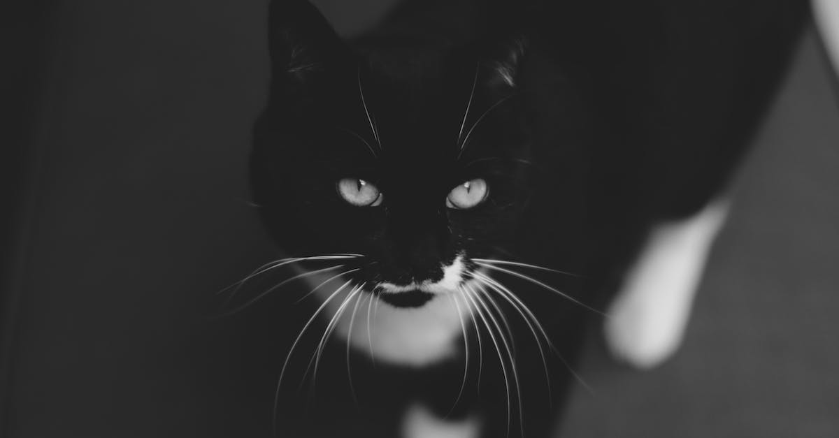 How long does it take to domesticate animals? - From above black and white of cat with focused gaze standing on floor while looking away How long does it take to domesticate animals? - From above black and white of cat with focused gaze standing on floor while looking away