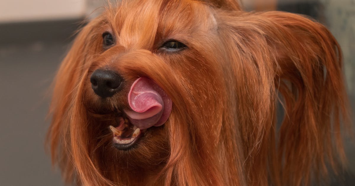 How long does it take to domesticate animals? - A Brown Long Coated Dog Licking It's Hair How long does it take to domesticate animals? - A Brown Long Coated Dog Licking It's Hair