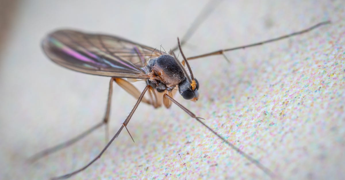 How long does it take to proximity wingsuit fly for 100m? - Wild gall midge fly with long legs and translucent wings with black head crawling on flat white surface of aquarium