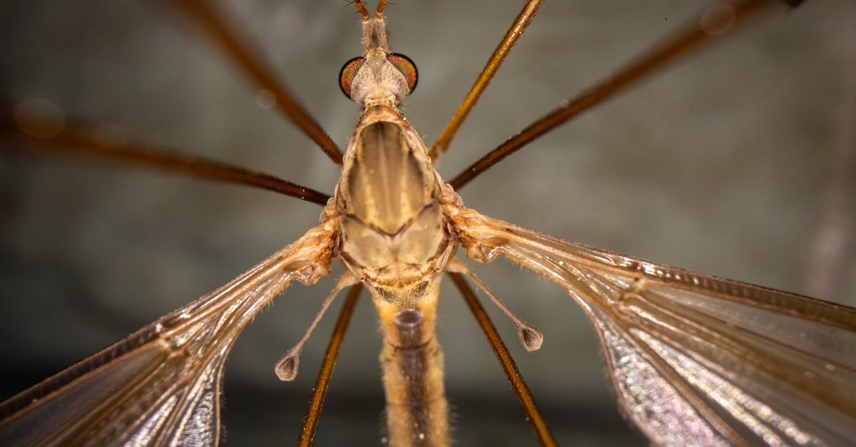 How long does it take to proximity wingsuit fly for 100m? - From below closeup of herbivorous insect with transparent wings and long antennae with big eyes
