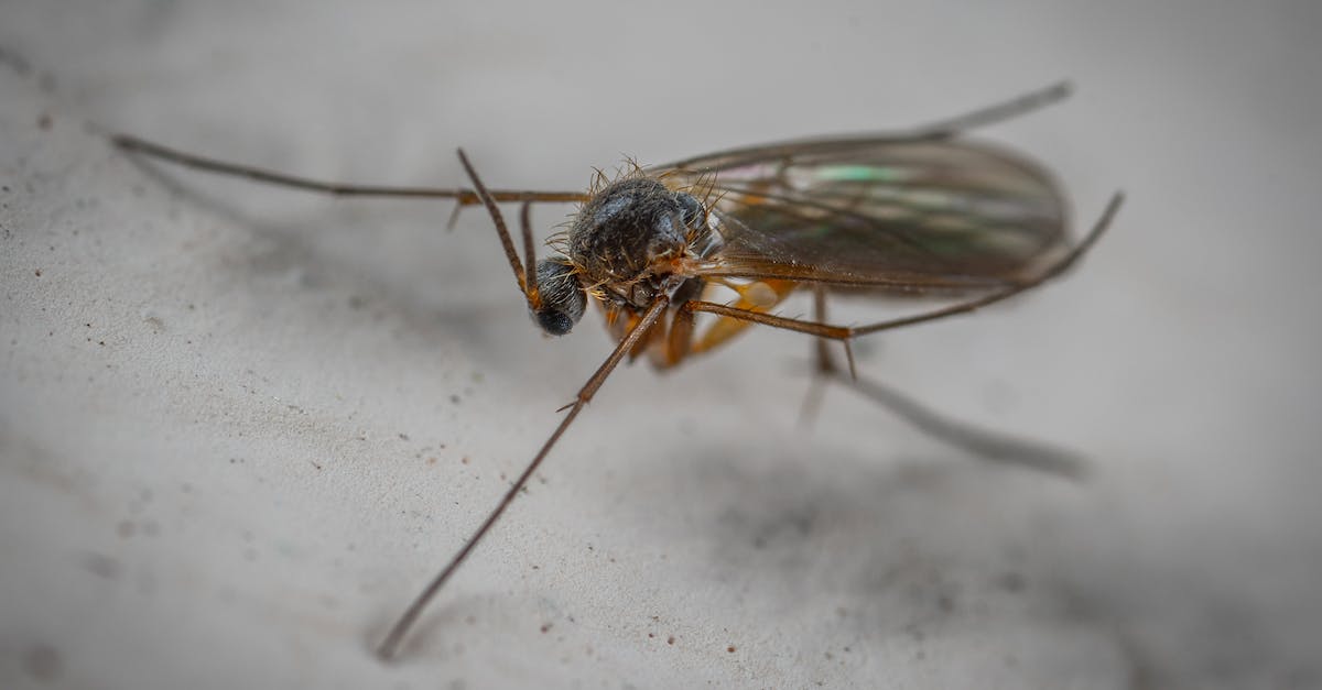 How long does it take to proximity wingsuit fly for 100m? - Wild gall midge with long antennae on hairy head and translucent wings with legs crawling on white surface in aquarium