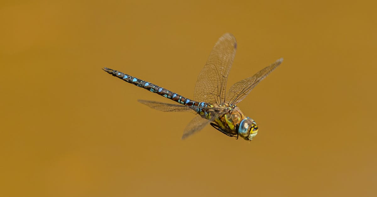 How long does it take to proximity wingsuit fly for 100m? - Mosaic darner flying on brown background