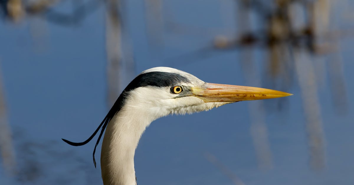 how long does the loot stay in the clan castle? - White and Black Bird in Tilt Shift Lens how long does the loot stay in the clan castle? - White and Black Bird in Tilt Shift Lens