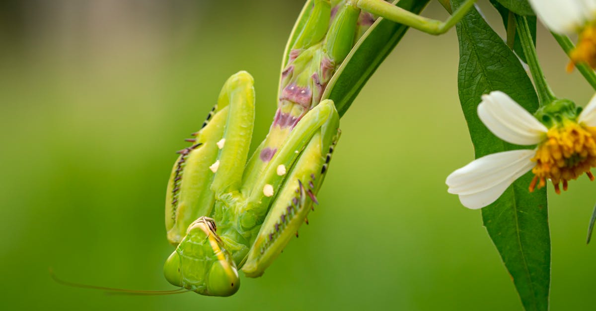How long is a day in my village? - Big European mantis hanging on plant with long leaves and white flowers in summer day in nature on green background How long is a day in my village? - Big European mantis hanging on plant with long leaves and white flowers in summer day in nature on green background