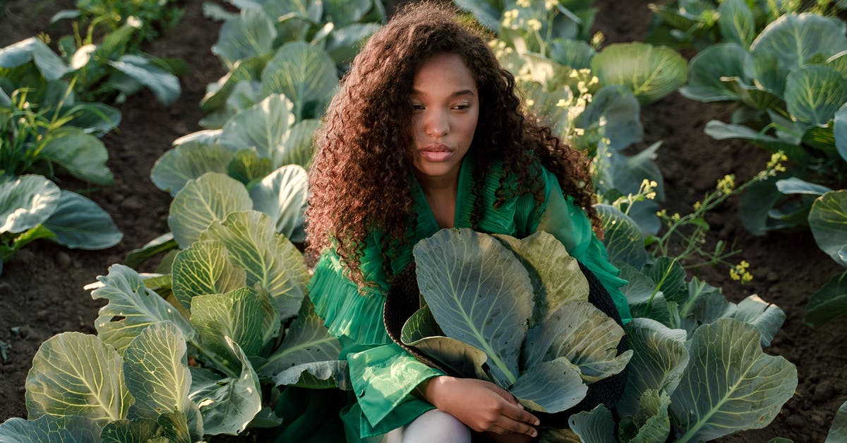 How long is a full day in Alto’s Adventure? - Woman Sitting on Ground and Embracing Brown Hat Full of Cabbage Leaves