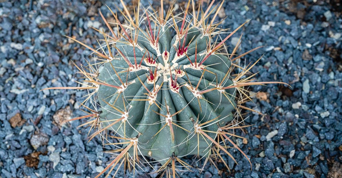 How long is a "round" in Daggerfall? - Overhead of ferocactus with long sharp needles growing on small crushed stones in daytime How long is a "round" in Daggerfall? - Overhead of ferocactus with long sharp needles growing on small crushed stones in daytime