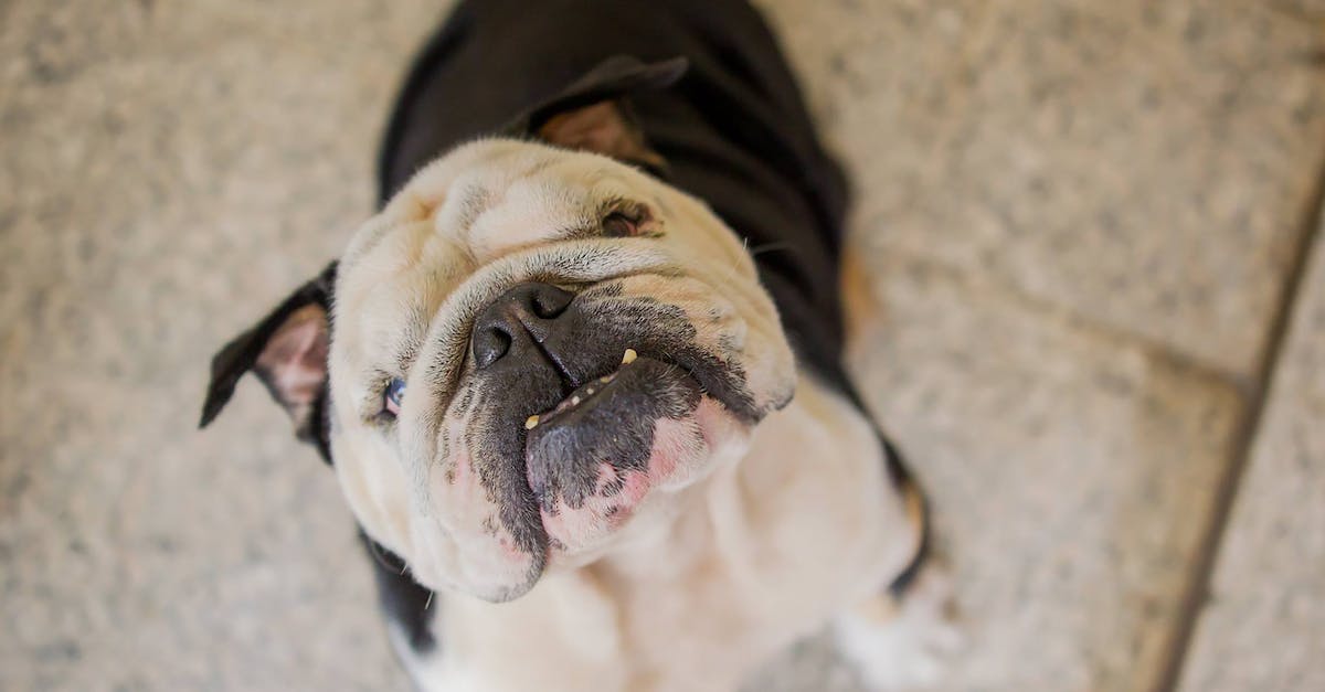 How long should I wait between feeding my dog? - Funny purebred dog sitting on floor How long should I wait between feeding my dog? - Funny purebred dog sitting on floor