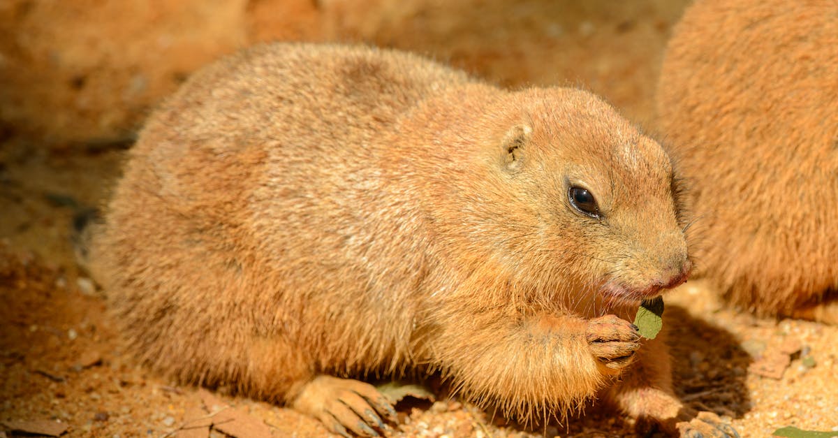 How long should I wait between feeding my dog? - Prairie dog eating leaf on sandy terrain in zoo How long should I wait between feeding my dog? - Prairie dog eating leaf on sandy terrain in zoo