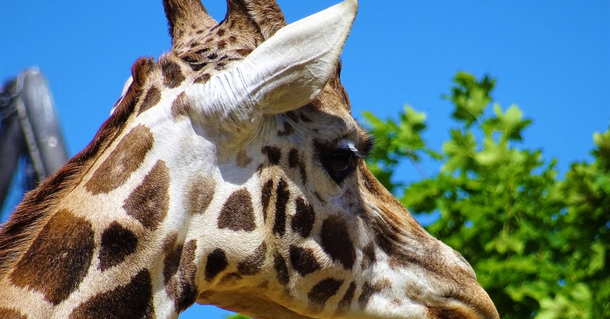 How long until a pokemon respawns in the same spot? - Giraffe Head Beside Green Leafed Tree