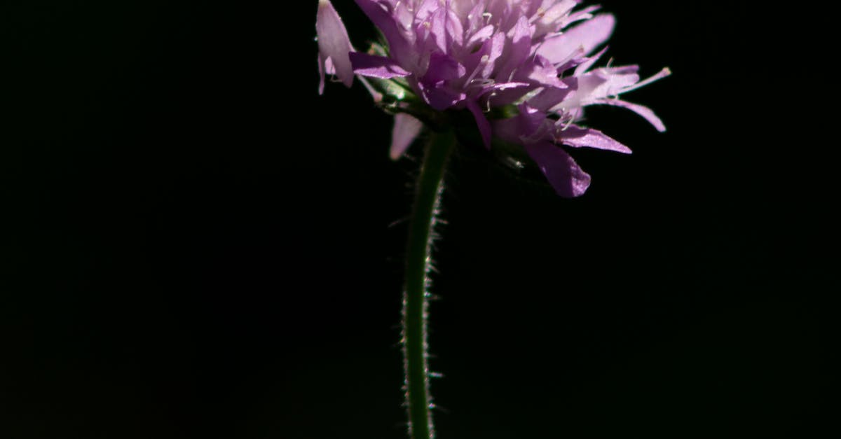 How long until you get the purple shark fin? - Knautia arvensis with gentle purple petals
