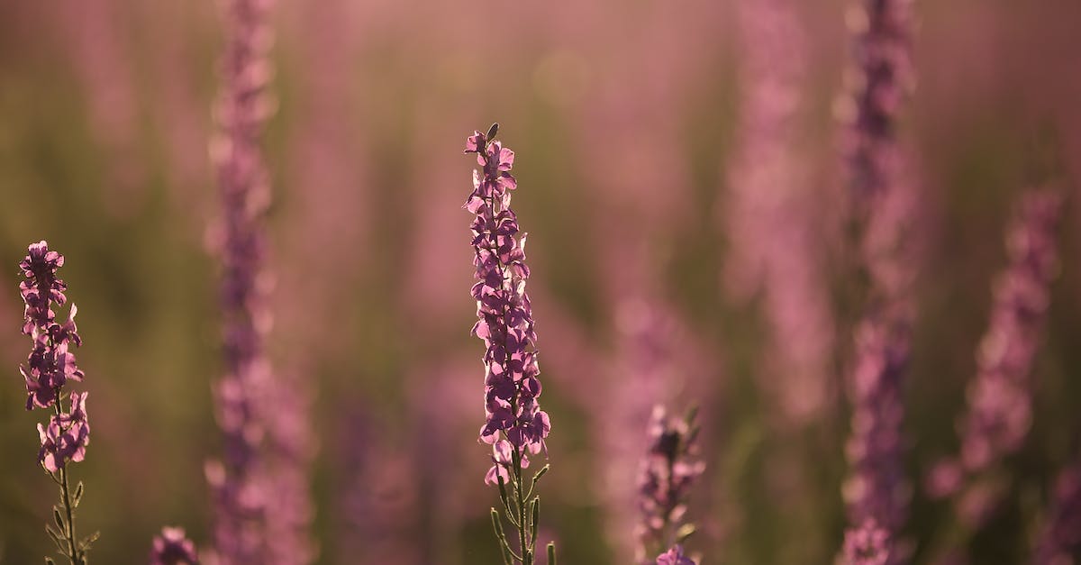 How long until you get the purple shark fin? - Plantation of long purple wildflowers with thin green stems growing in meadow in nature on blurred background on summer day