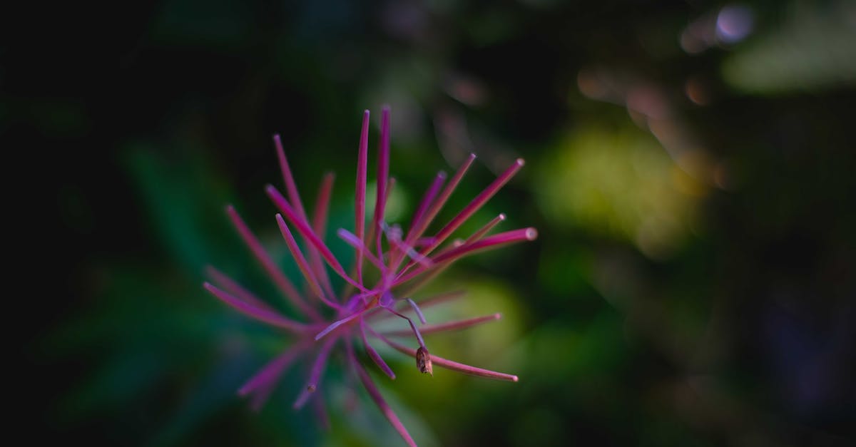 How long until you get the purple shark fin? - From above of delicate bright flower with long prickly petals growing in wild nature with green plants on blurred background