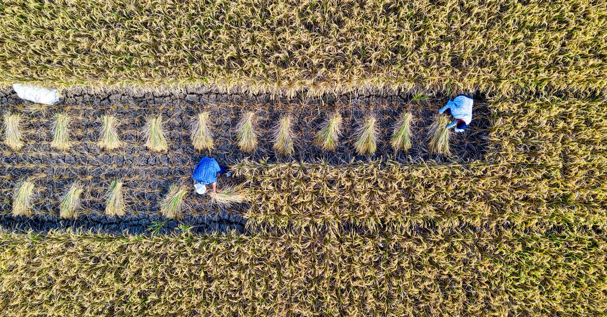 How many bananas can a farmer collect at once? - People working in rice field How many bananas can a farmer collect at once? - People working in rice field