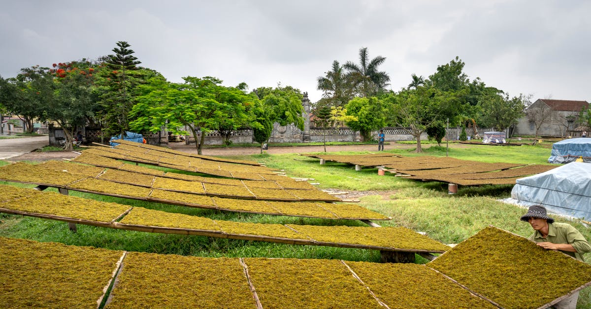 How many bananas can a farmer collect at once? - Man working with dried tea How many bananas can a farmer collect at once? - Man working with dried tea