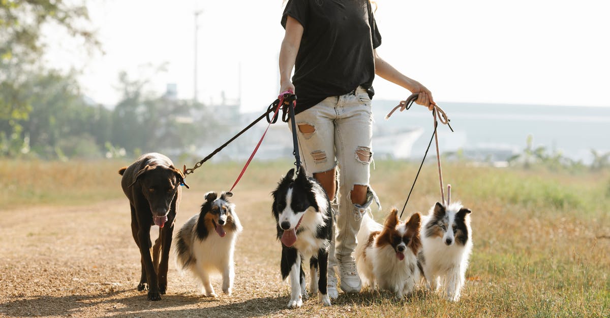 How many dogs are there? - Crop positive female strolling on path with group of dogs on leashes in rural area of countryside with green trees