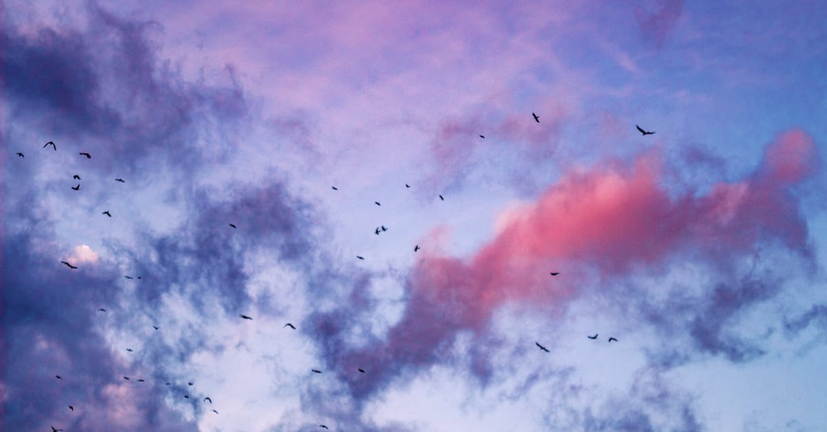 How many free cars are there, and where do I get them? - From below of many birds soaring in blue sky with colorful clouds at sunset sky in nature in evening time