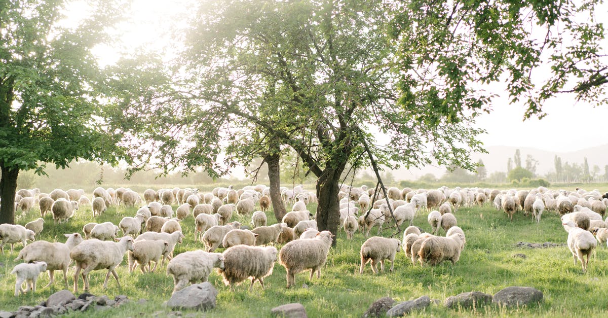 How many harvests do trees and livestock last? - Sheep on Green Grass Field How many harvests do trees and livestock last? - Sheep on Green Grass Field