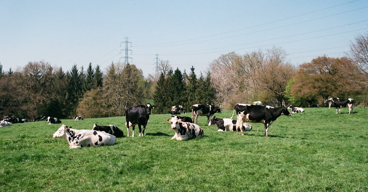 How many harvests do trees and livestock last? - Cows pasturing on grassy meadow How many harvests do trees and livestock last? - Cows pasturing on grassy meadow