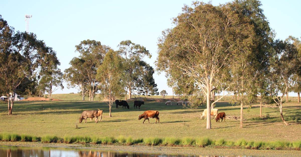 How many harvests do trees and livestock last? - Brown Cow on Green Grass Field Near Body of Water How many harvests do trees and livestock last? - Brown Cow on Green Grass Field Near Body of Water