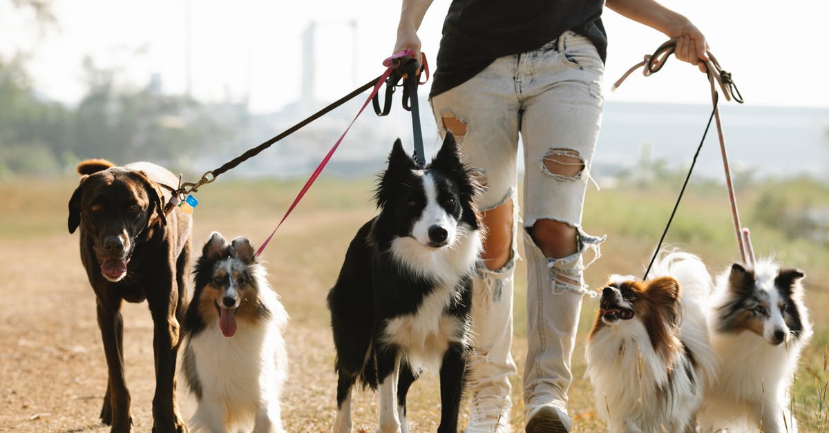 How many kilometers do I need to walk for my buddy Pokémon? - Crop anonymous female owner strolling with group of dogs of different breeds on leashes on rural road in sunny countryside