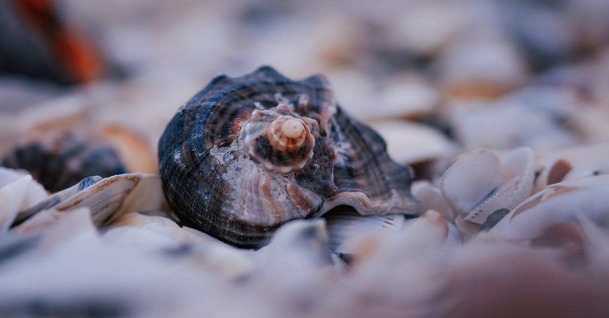 How many levels are there in Grindstone? - Coast with various seashells in daylight How many levels are there in Grindstone? - Coast with various seashells in daylight