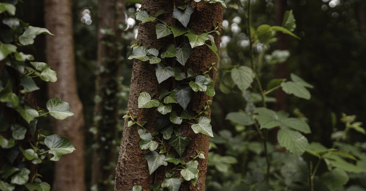 How many levels are there in Wario's Woods for the NES? - Abundance of green leaves on bark of tree trunk growing in forest with green plants in nature on summer day
