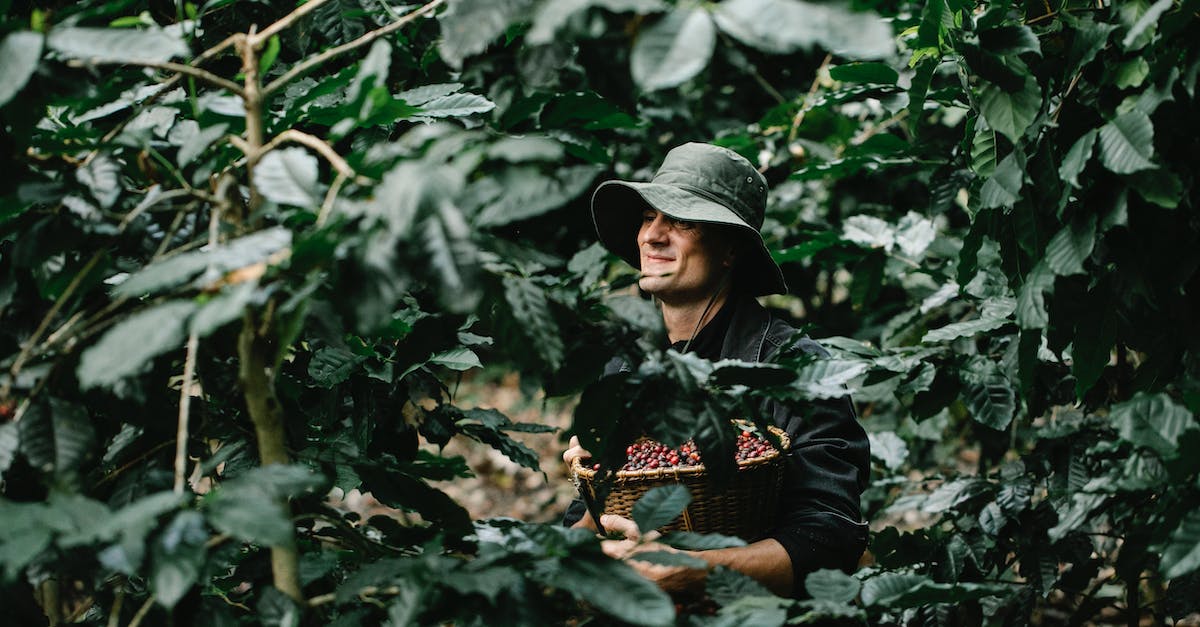 How many levels are there in Wario's Woods for the NES? - Cheerful male in hat with wicker basket full of ripe coffee beans standing in woods with trees during harvest season