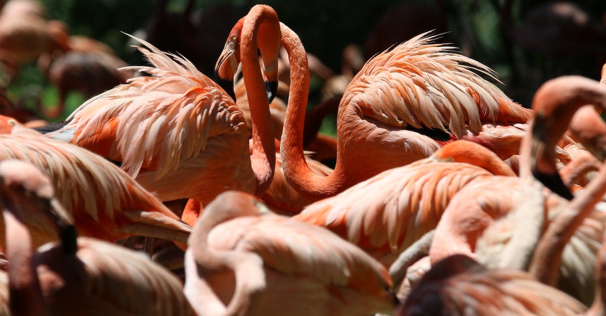 How many mob heads can I get from 1 Charged Creeper? - Flock of Lesser Flamingo