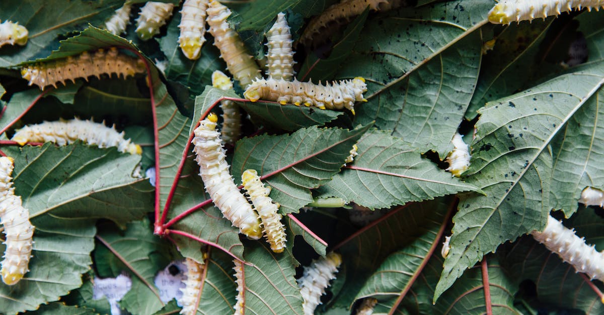 How many mob heads can I get from 1 Charged Creeper? - From above of flexible similar white caterpillars with barbed bellies eating green pointed leaves with veins on surface in daylight