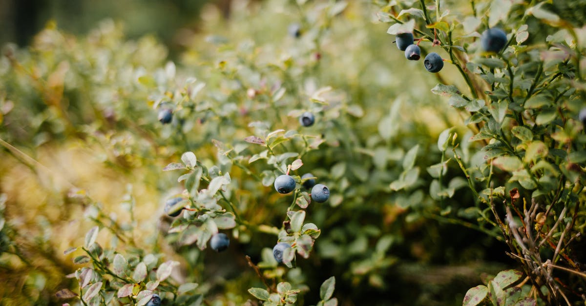 How many players In a day for a CS:GO server [closed] - Blueberries growing on fresh green bush