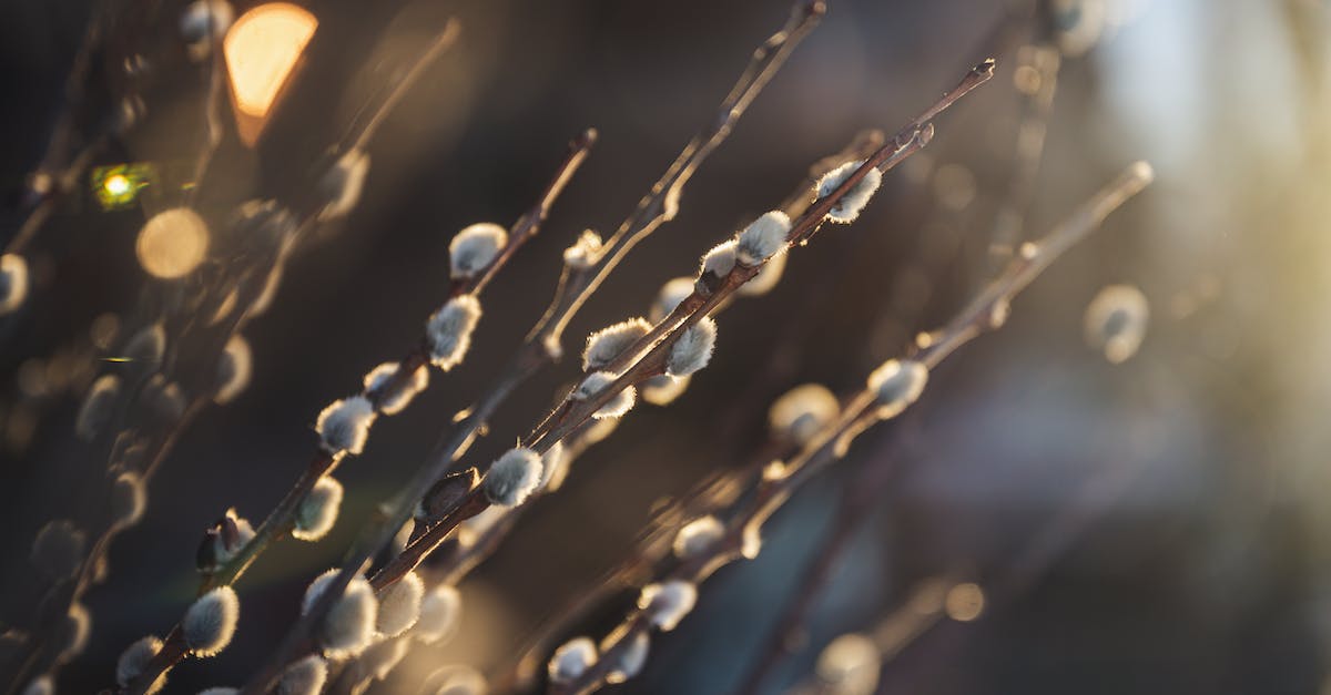 How many points are required to earn medals? - Pussy willow twigs with soft buds on blurred background