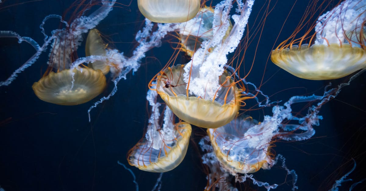 How many potatoes and jerry cans needed in stranded deep? - Brown Jellyfish Lot
