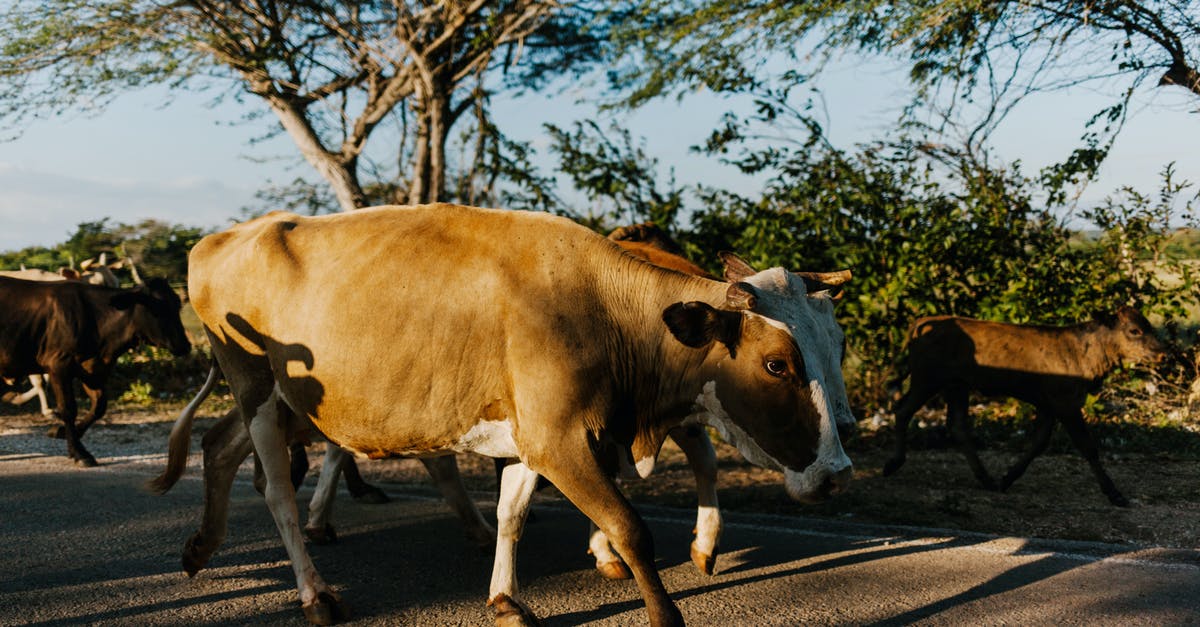 How many settlers can be assigned to a single settlement resource? - Herd of cows walking to pasture in countryside