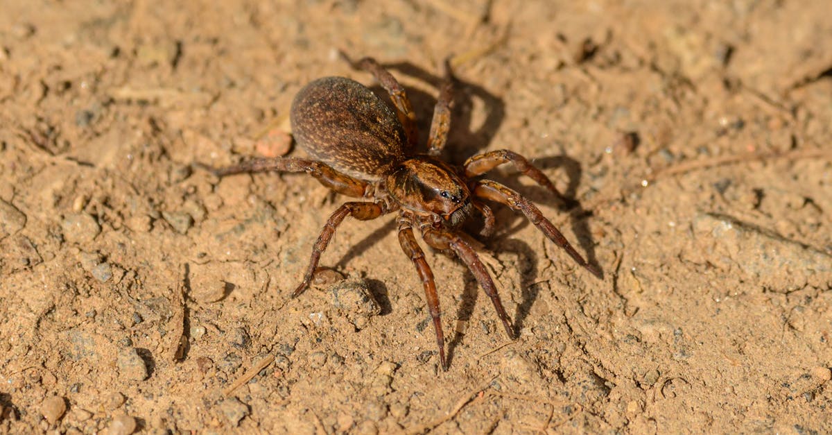 How many Spider cards are there in HearthStone? - Hairy spider crawling on dry surface in zoological garden