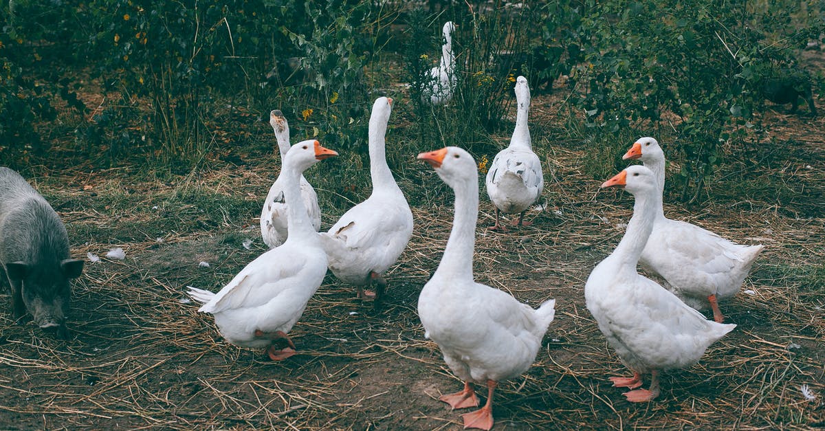 How many villages are there at radar 20? - Gaggle of white geese and black pig walking near green bushes in countryside How many villages are there at radar 20? - Gaggle of white geese and black pig walking near green bushes in countryside